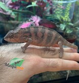 Magazoo Caméléon Panthère Ambilobe femelle (octobre  2025) #4