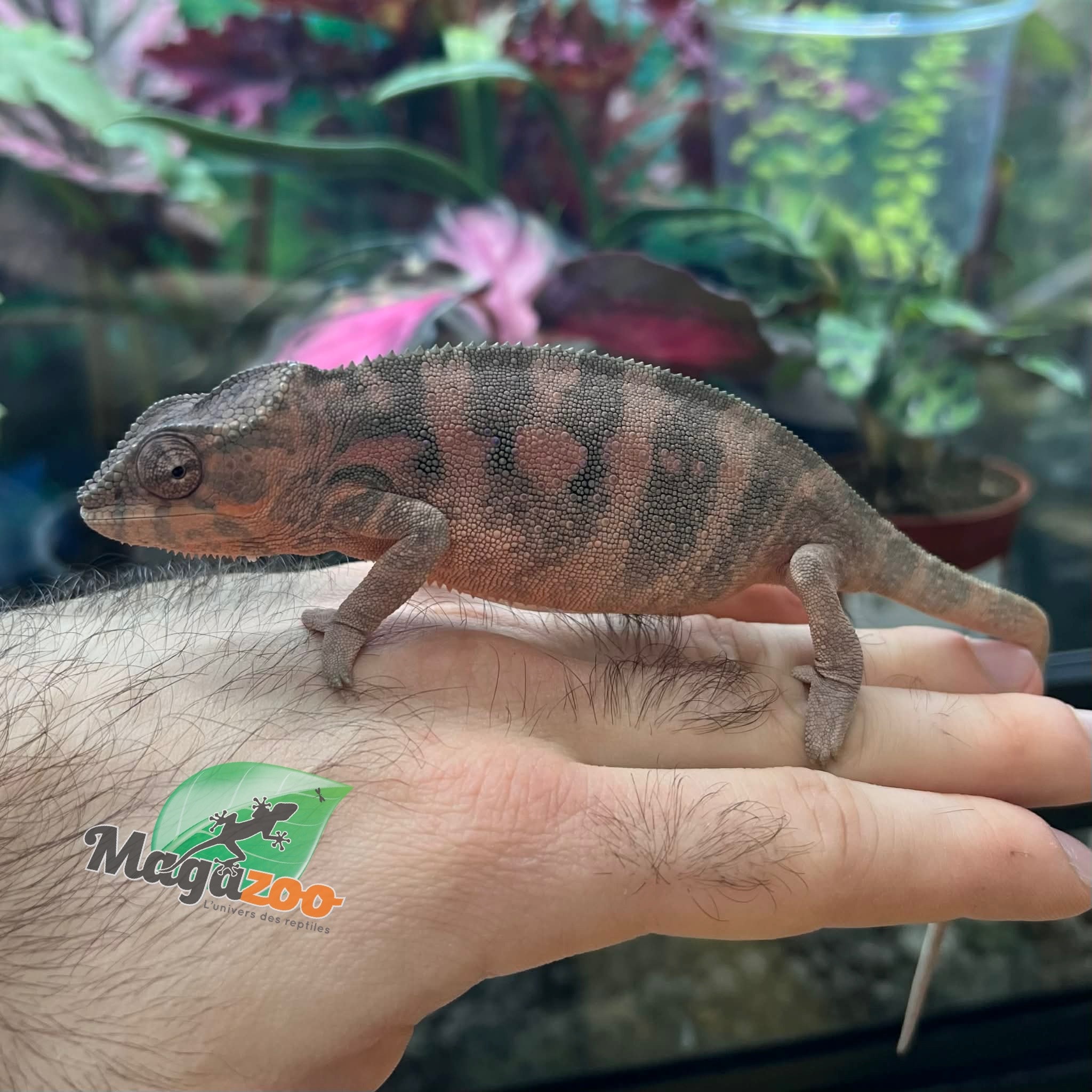 Magazoo Caméléon Panthère Ambilobe femelle (octobre  2025) #4