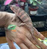 Magazoo Female Ambilobe Panther Chameleon (October 2025) #4