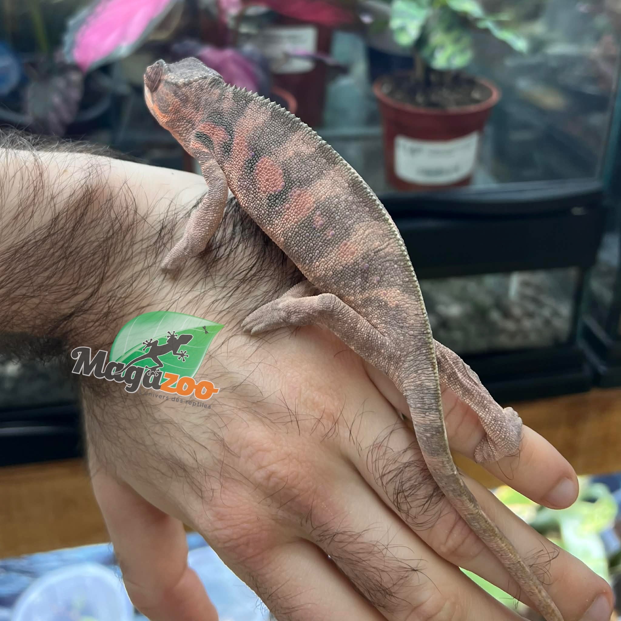 Magazoo Female Ambilobe Panther Chameleon (October 2025) #4