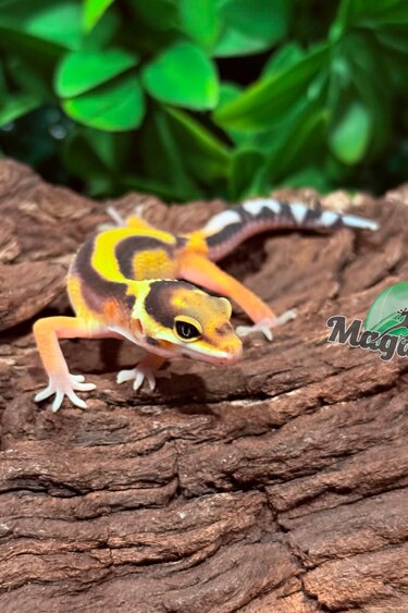 Magazoo Gecko léopard Bandit femelle 14/02/26