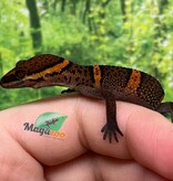 Magazoo Baby Bawangling  cave gecko September 2025 C