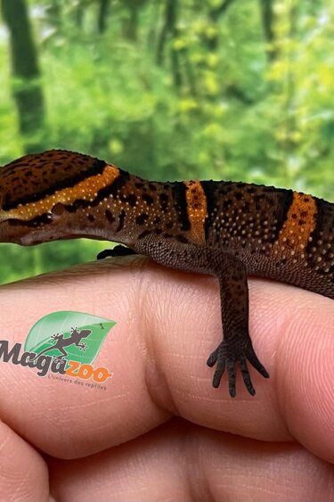 Magazoo Baby Bawangling  cave gecko September 2025 C