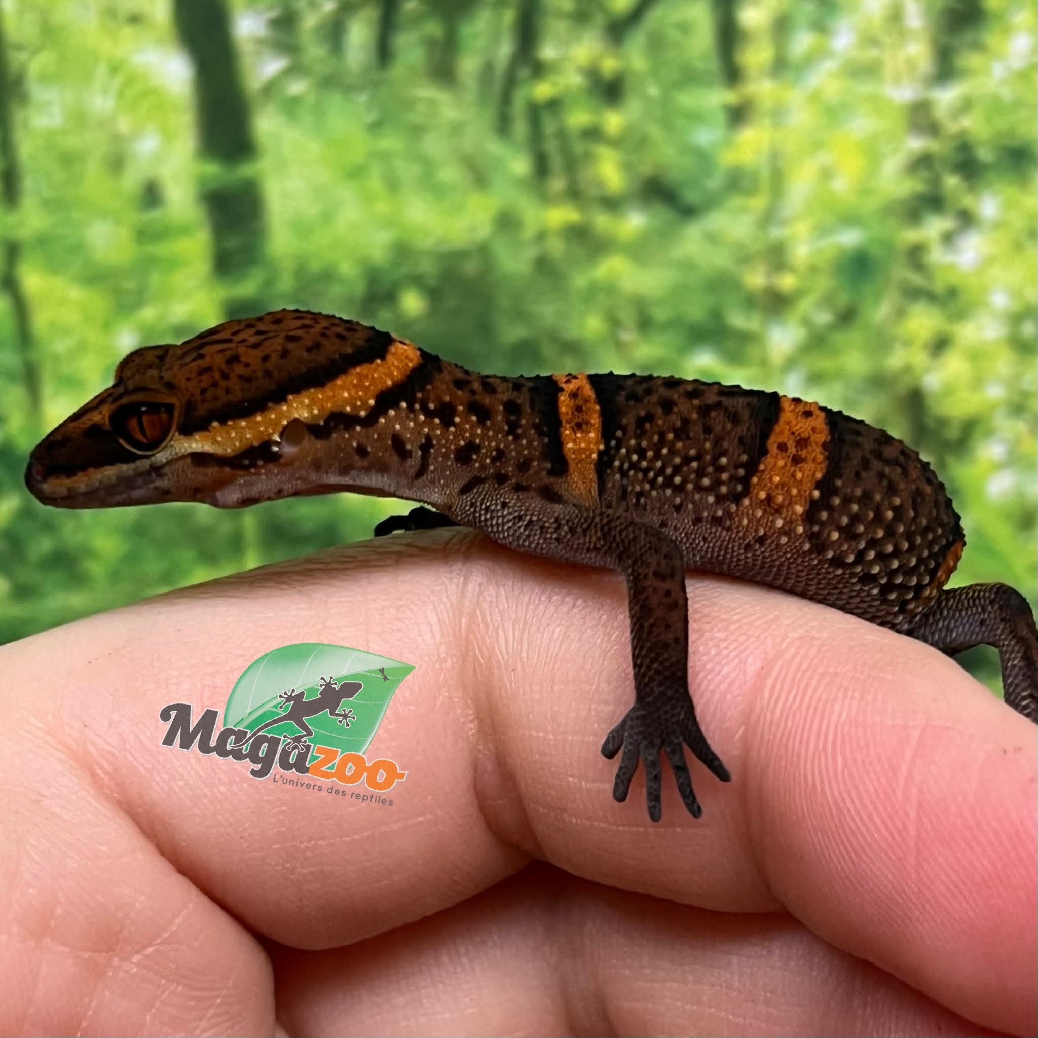 Magazoo Baby Bawangling  cave gecko September 2025 C