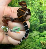 Magazoo Gecko des cavernes Bawangling Bébé septembre 2025 C