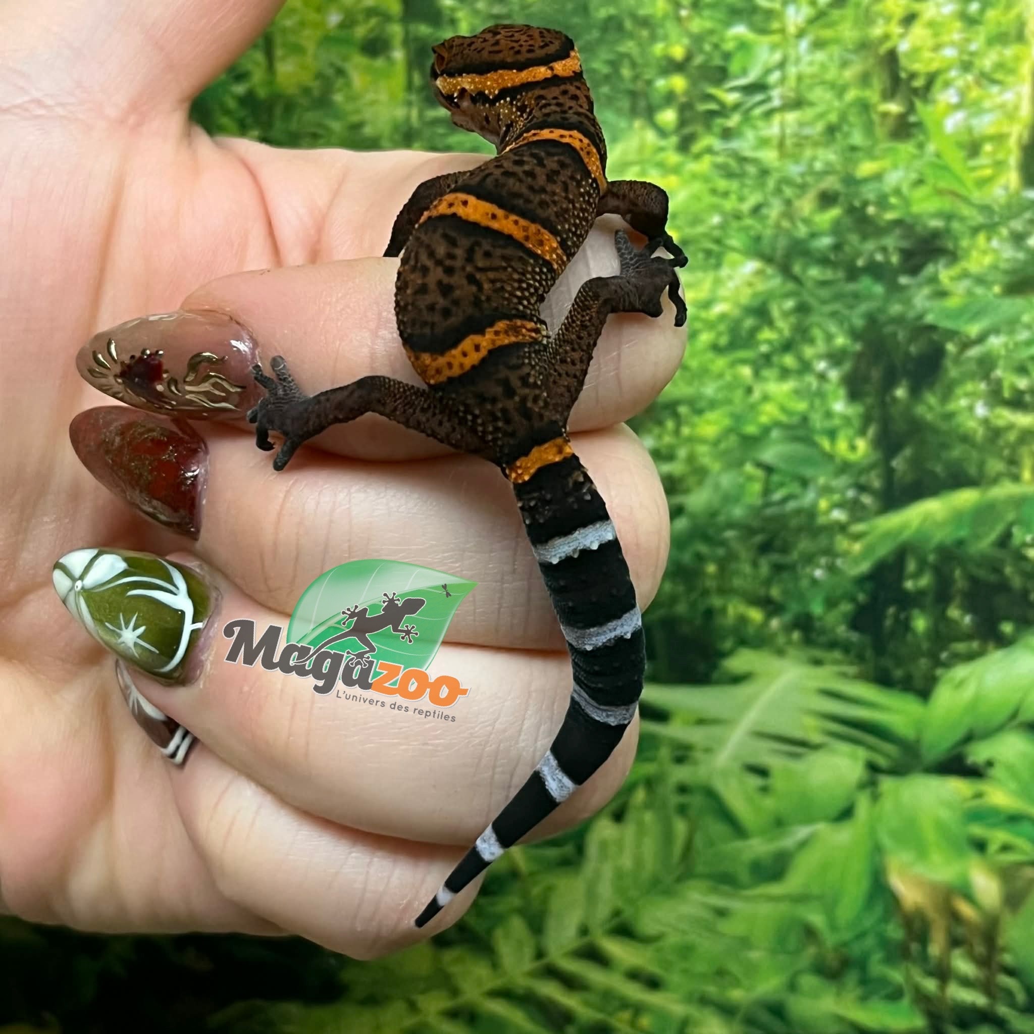 Magazoo Gecko des cavernes Bawangling Bébé septembre 2025 C