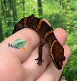 Magazoo Gecko des cavernes Bawangling Bébé septembre 2025 C