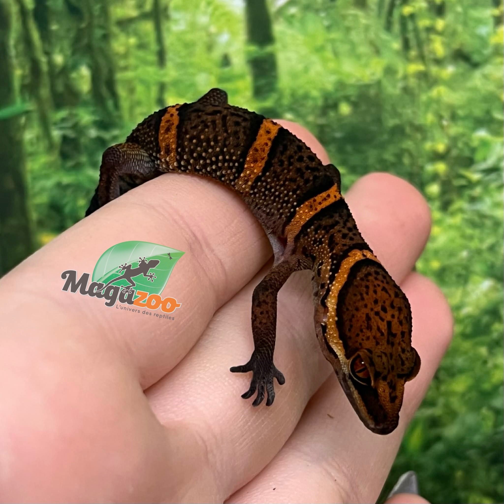 Magazoo Baby Bawangling  cave gecko September 2025 C