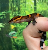 Magazoo Gecko  des cavernes Bawangling Bébé  janvier 2026 A