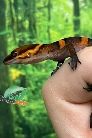 Magazoo Gecko  des cavernes Bawangling Bébé  janvier 2026 A