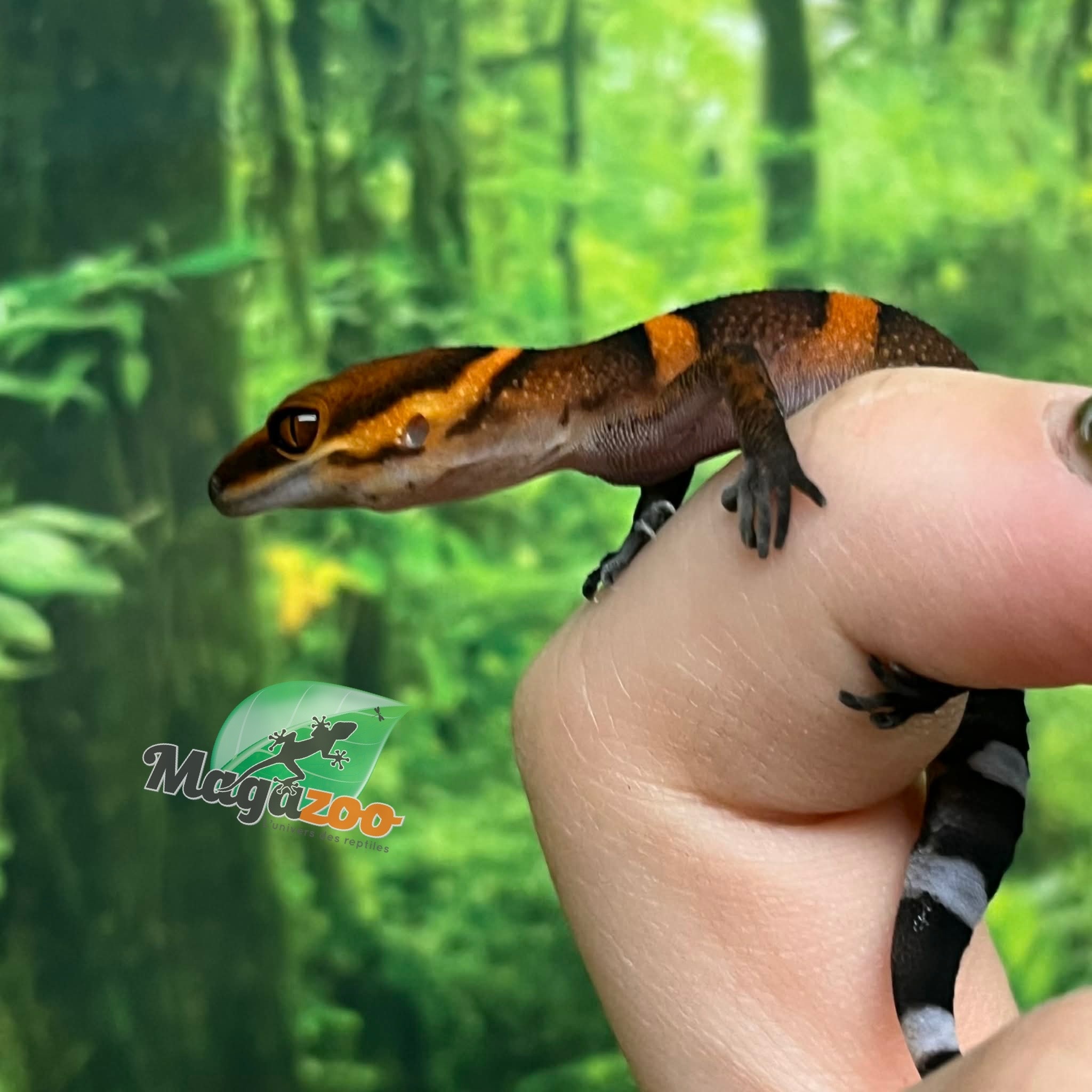 Magazoo Baby Bawangling  cave gecko January 2026 A