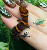 Magazoo Baby Bawangling  cave gecko January 2026 A