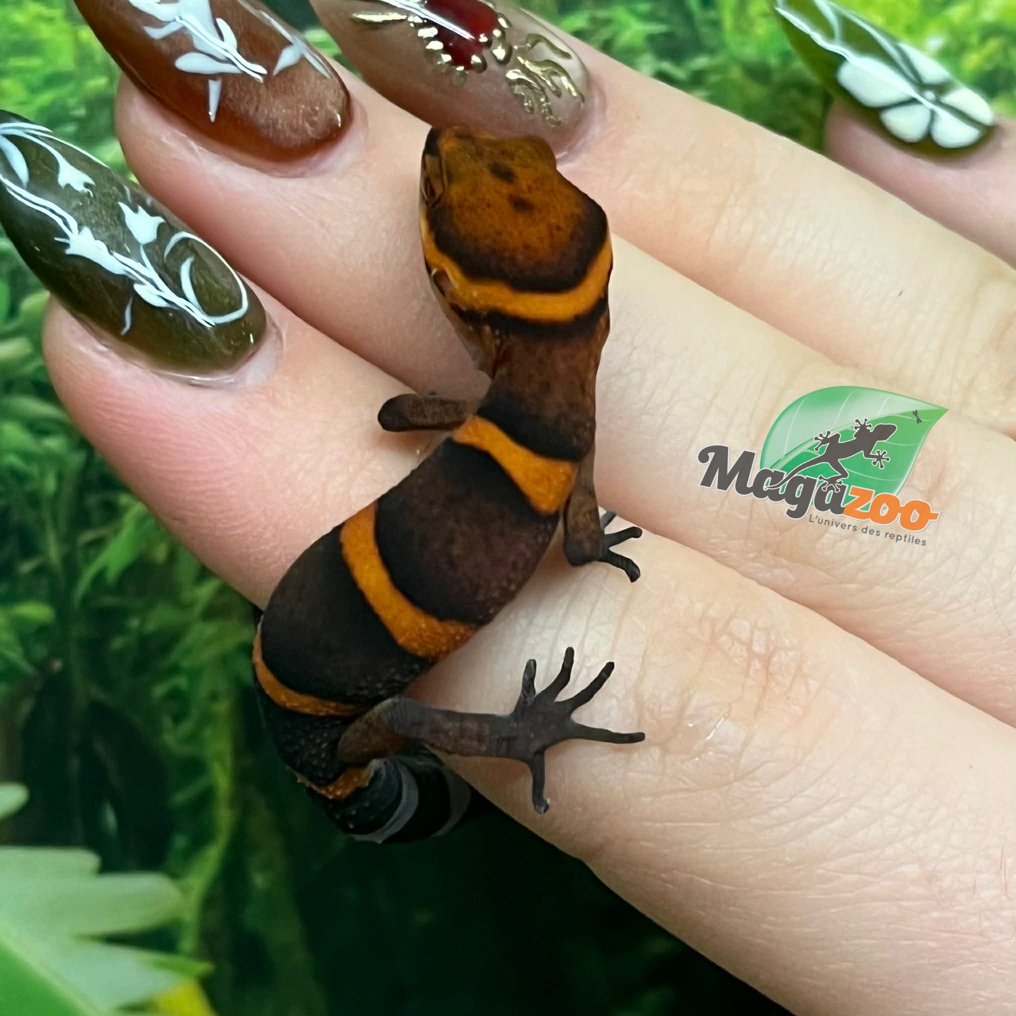 Magazoo Baby Bawangling  cave gecko January 2026 A