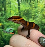 Magazoo Baby Bawangling  cave gecko January 2026 A