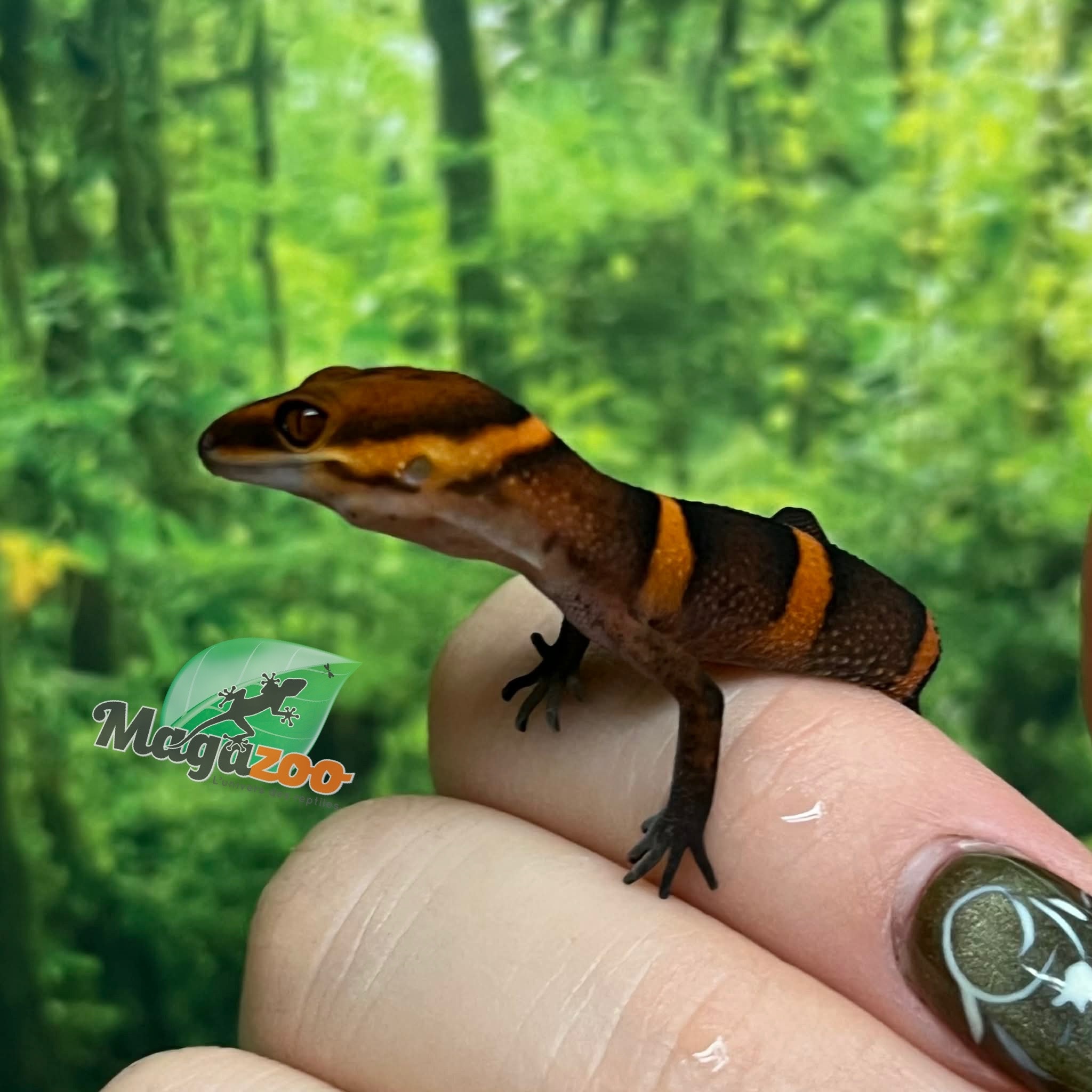 Magazoo Gecko  des cavernes Bawangling Bébé  janvier 2026 A