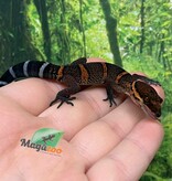 Magazoo Baby Bawangling  cave gecko November 2025 D