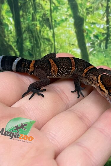 Magazoo Baby Bawangling  cave gecko November 2025 D