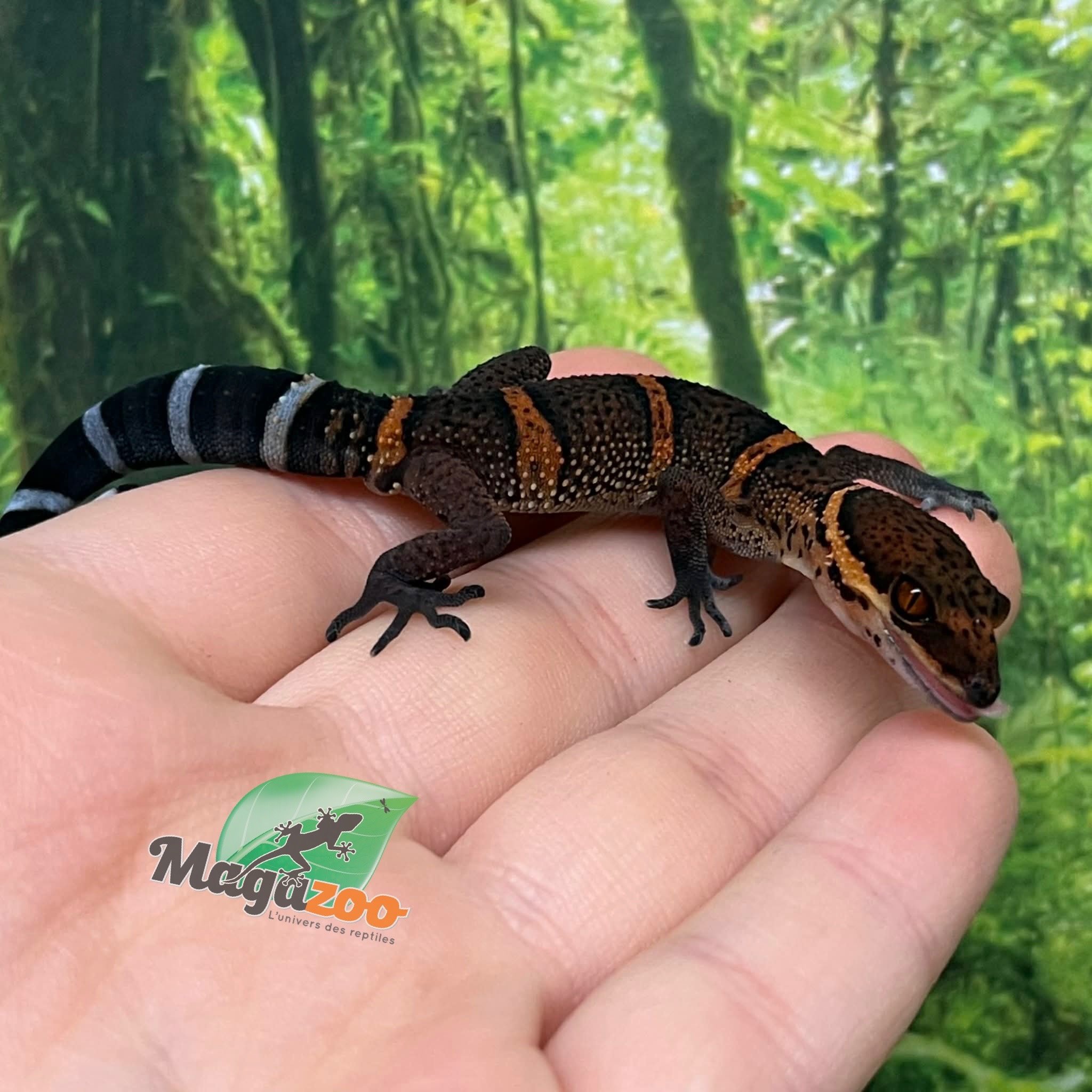 Magazoo Baby Bawangling  cave gecko November 2025 D