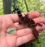 Magazoo Gecko  des cavernes Bawangling Bébé Novembre 2025 D