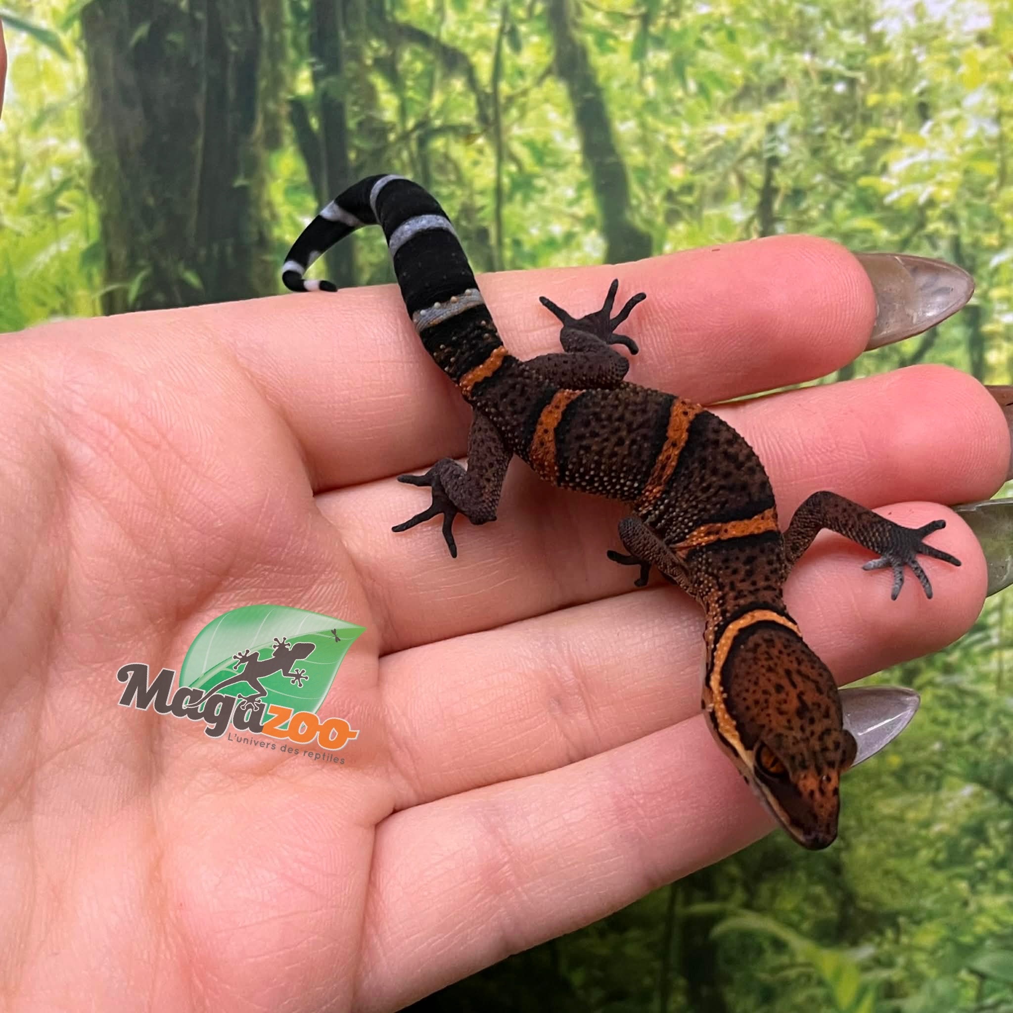 Magazoo Gecko  des cavernes Bawangling Bébé Novembre 2025 D