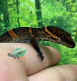 Magazoo Gecko  des cavernes Bawangling Bébé Novembre 2025 D