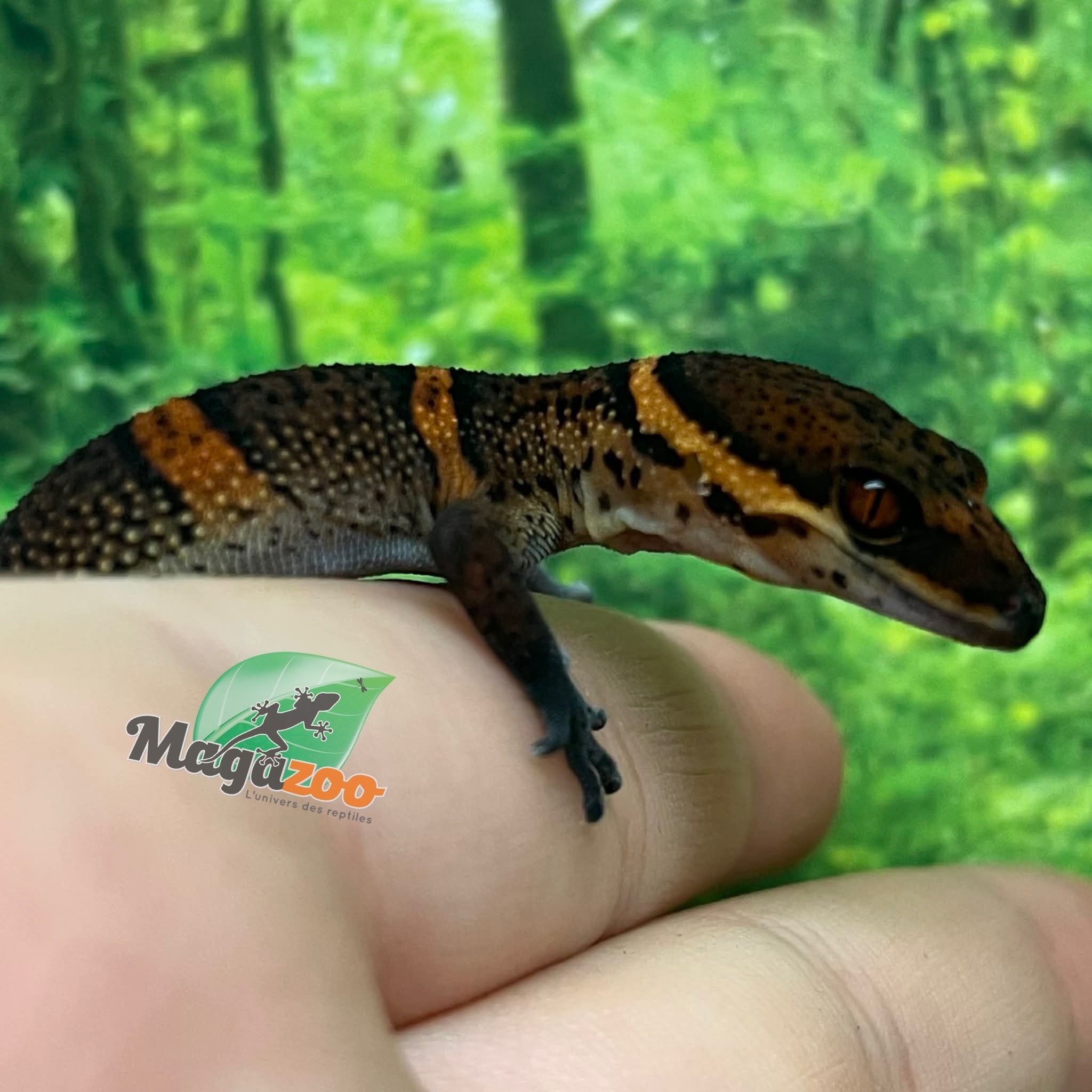 Magazoo Baby Bawangling  cave gecko November 2025 D