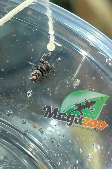 Magazoo Araignée sauteuse  / Phiddipus regius 'Peach' Femelle