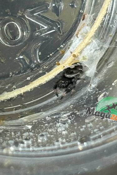 Magazoo Araignée sauteuse  / Phiddipus regius 'Dark Orange' Mâle