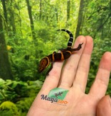 Magazoo Baby Bawangling  cave gecko January 2026 A