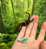 Magazoo Gecko  des cavernes Bawangling janvier 2026 B