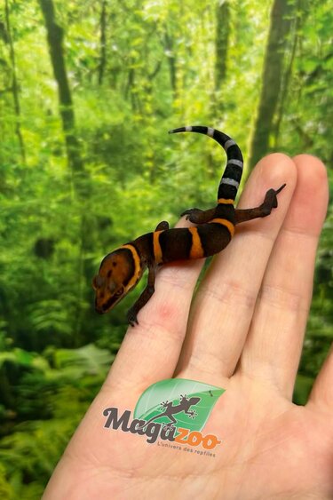 Magazoo Baby Bawangling  cave gecko January 2026 A