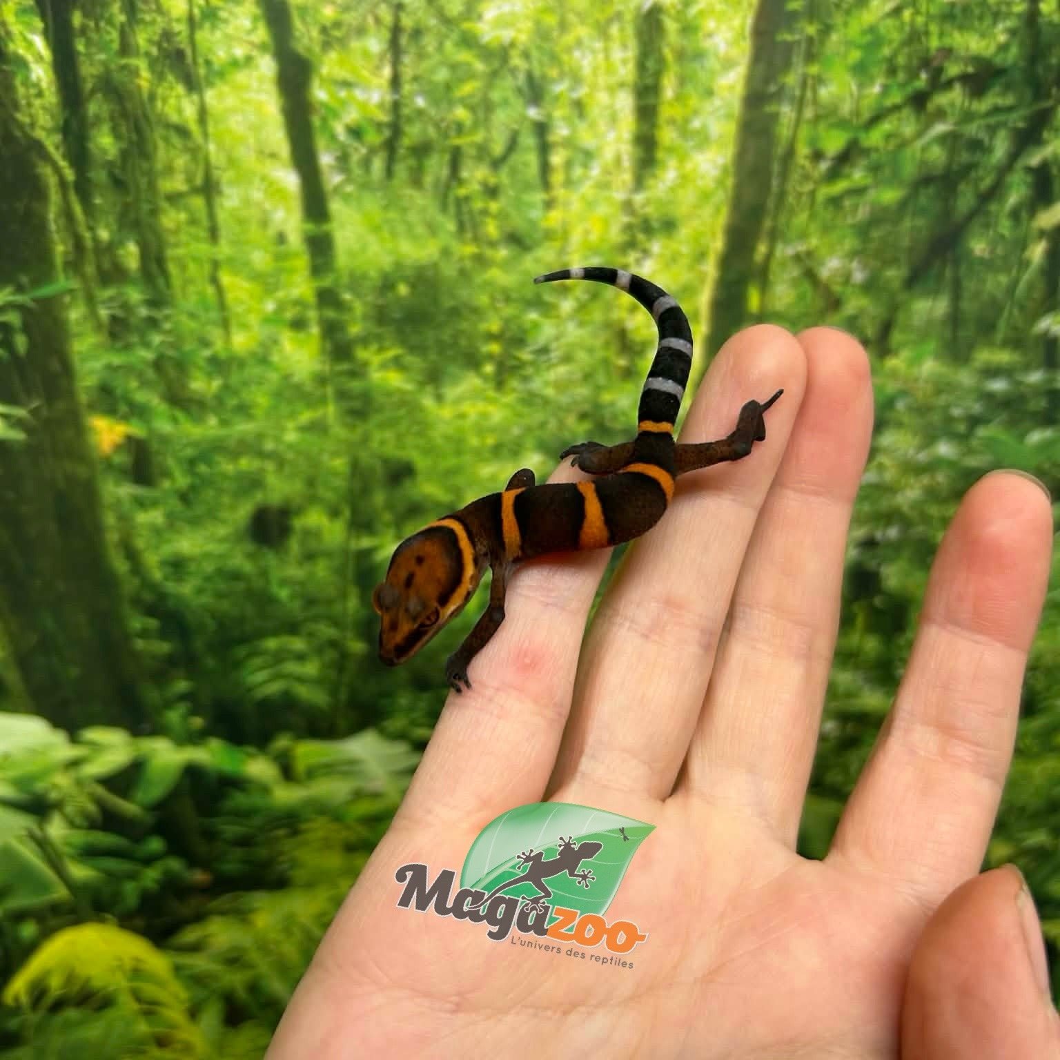 Magazoo Gecko  des cavernes Bawangling janvier 2026 B