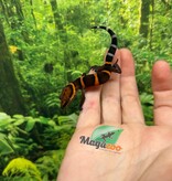 Magazoo Baby Bawangling  cave gecko January 2026 A