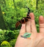 Magazoo Gecko  des cavernes Bawangling janvier 2026 B