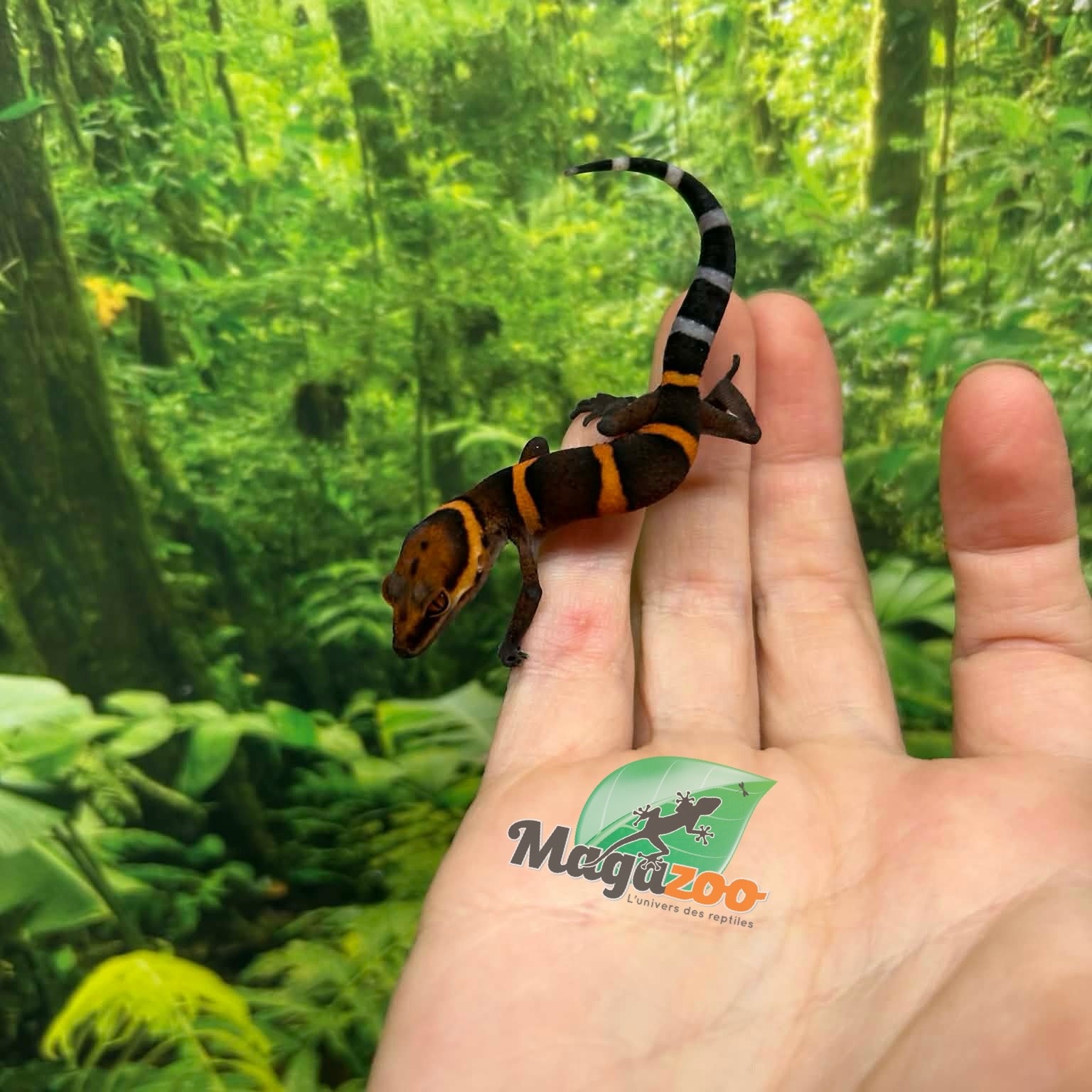 Magazoo Gecko  des cavernes Bawangling janvier 2026 B