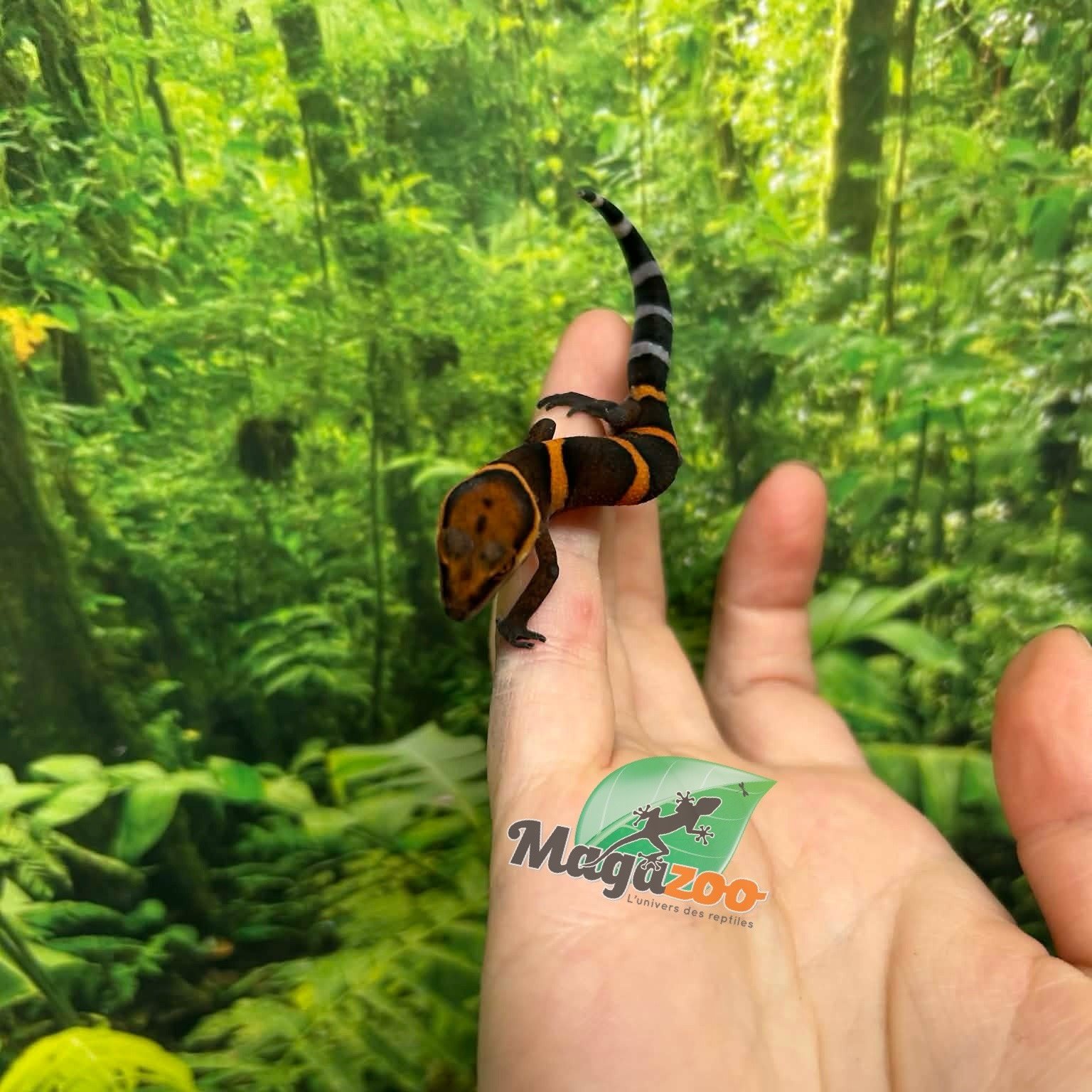 Magazoo Gecko  des cavernes Bawangling janvier 2026 B