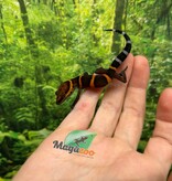 Magazoo Baby Bawangling  cave gecko January 2026 A