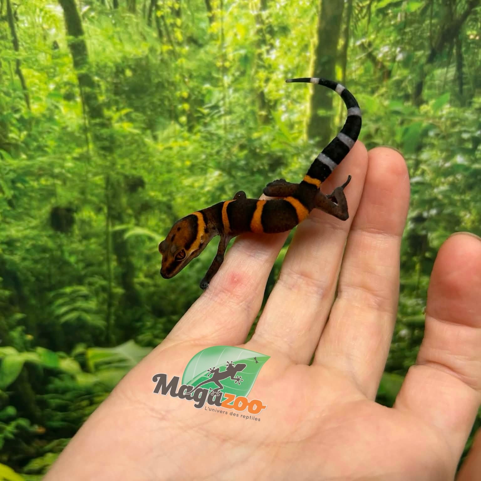 Magazoo Baby Bawangling  cave gecko January 2026 A