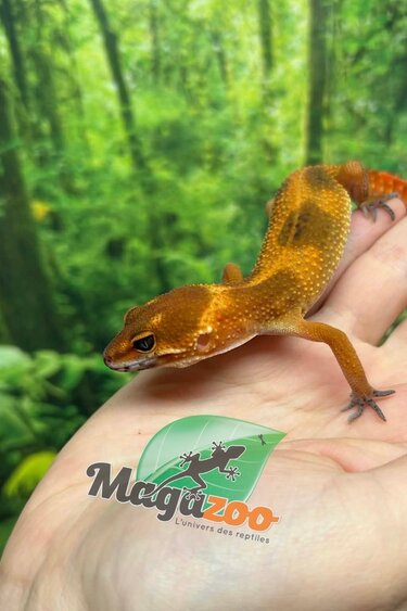Magazoo Gecko léopard Bold Mandarin femelle 25/12/25
