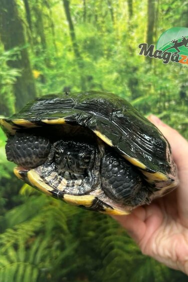 Magazoo Tortue à oreilles rouges Mâle adulte (10 ans +) / Adoption 2ième chance