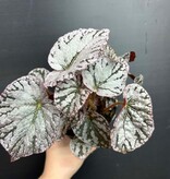 Magazoo Begonia Rex 'Silver Dollar Plant 10cm