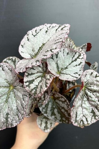 Magazoo Plante Bégonia Rex 'Silver Dollar 10cm