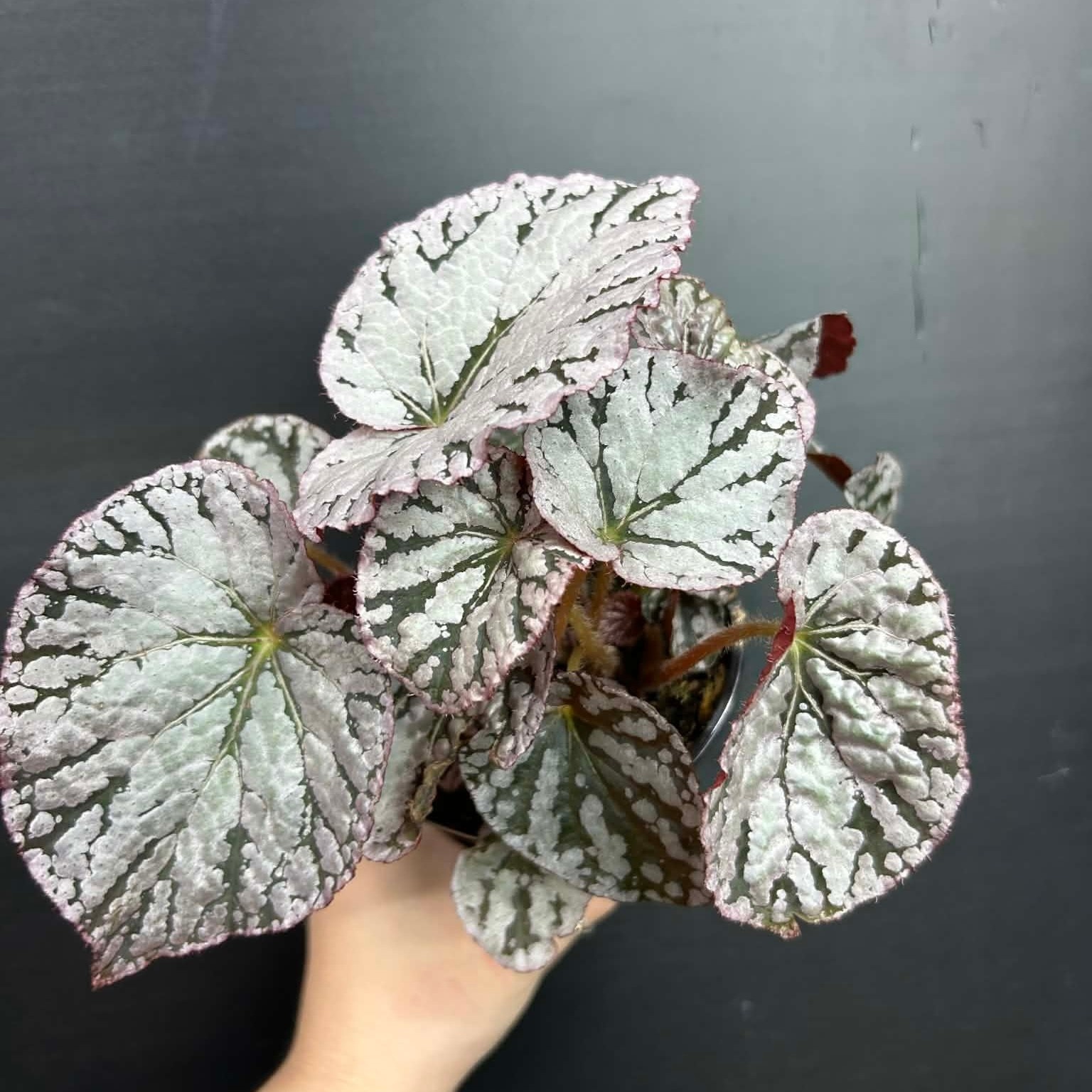 Magazoo Plante Bégonia Rex 'Silver Dollar 10cm