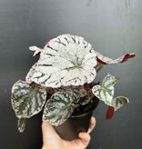 Magazoo Plante Bégonia Rex 'Silver Dollar 10cm