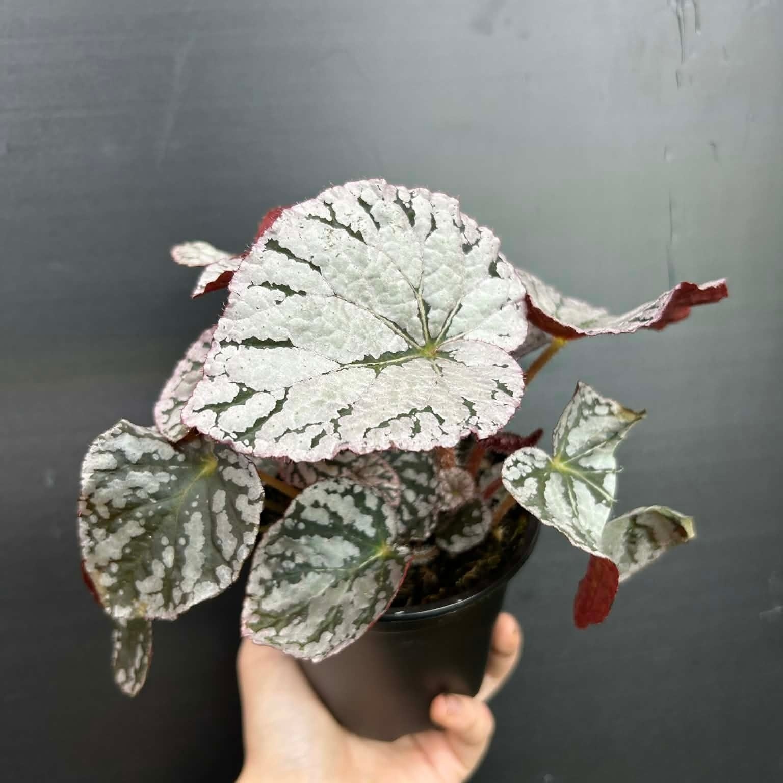 Magazoo Begonia Rex 'Silver Dollar Plant 10cm