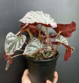 Magazoo Begonia Rex 'Silver Dollar Plant 10cm