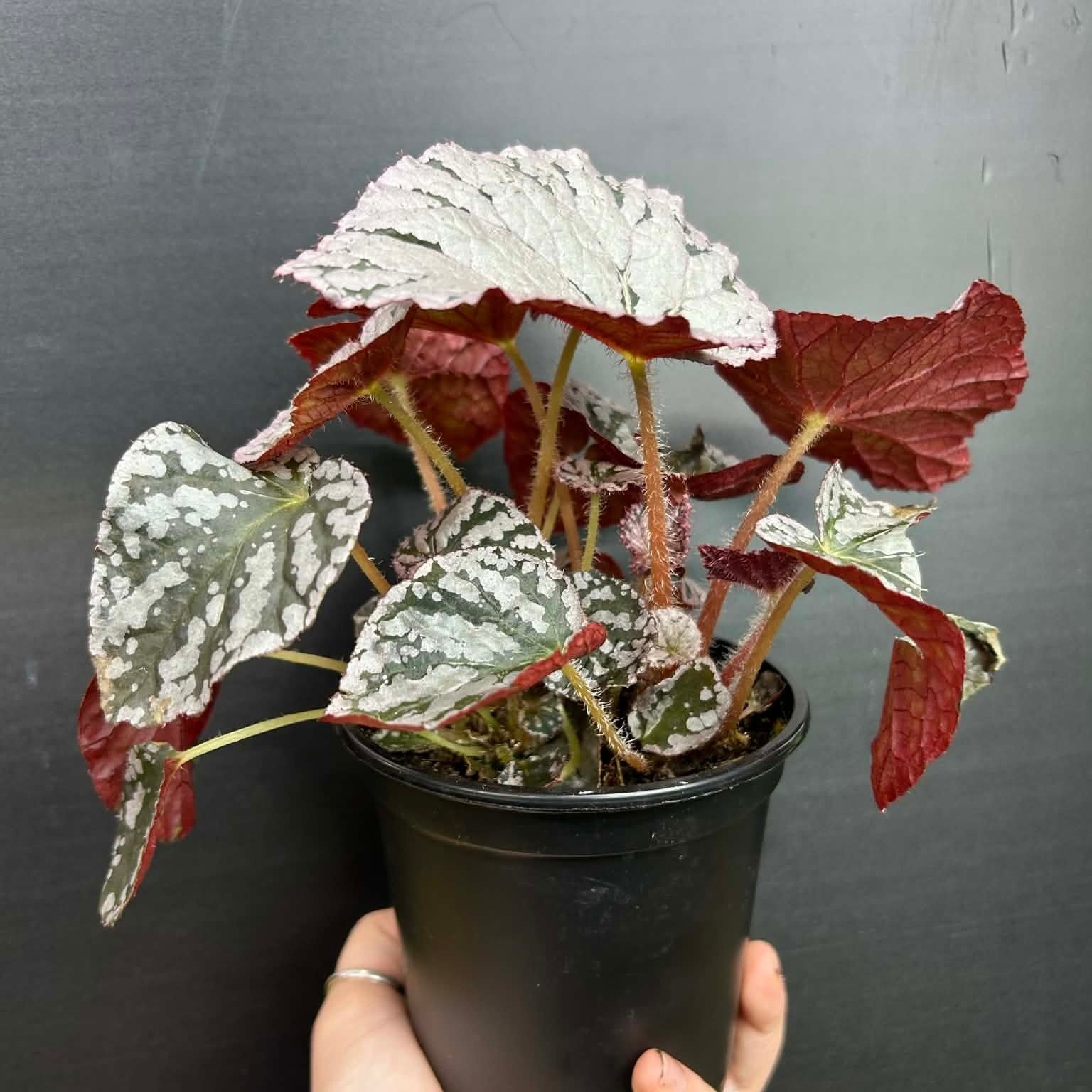 Magazoo Begonia Rex 'Silver Dollar Plant 10cm