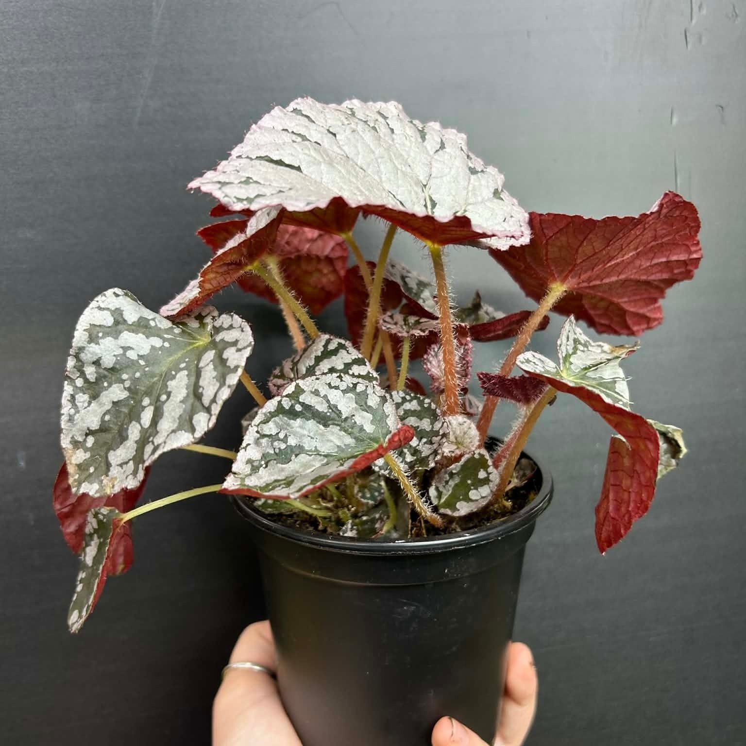 Magazoo Plante Bégonia Rex 'Silver Dollar 10cm