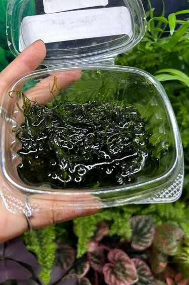 Magazoo Plante Mousse de Java Flame