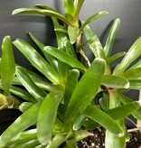 Magazoo Plant Bromeliads sp. in cluster